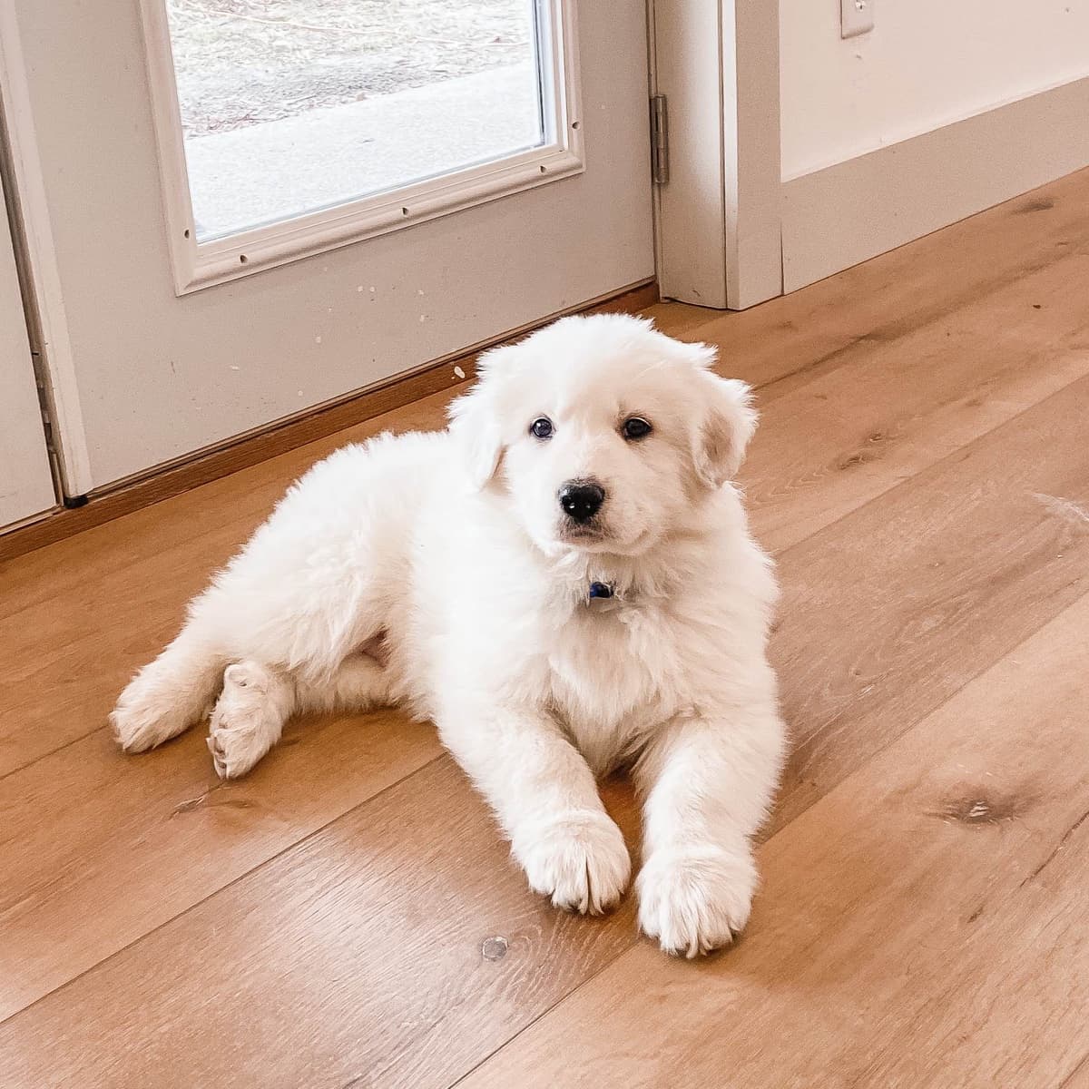 Hitchcock Homestead Great Pyrenees breeder image 9