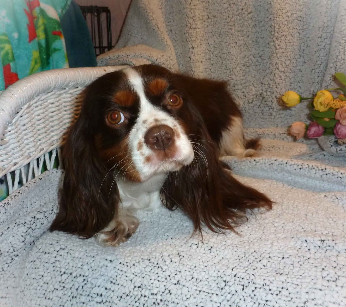 Cavalier King Charles Spaniel Puppies breeder image 12