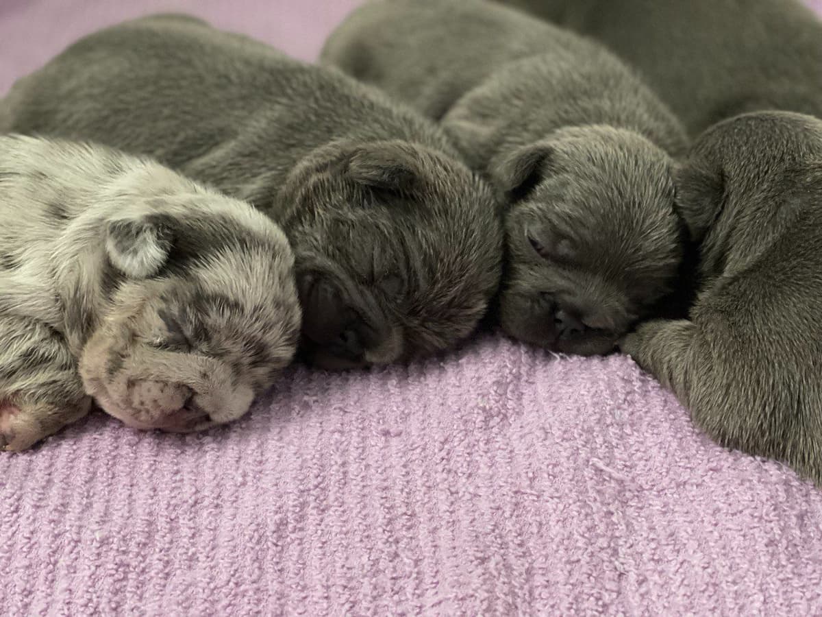 French Bulldog Puppies breeder image 17