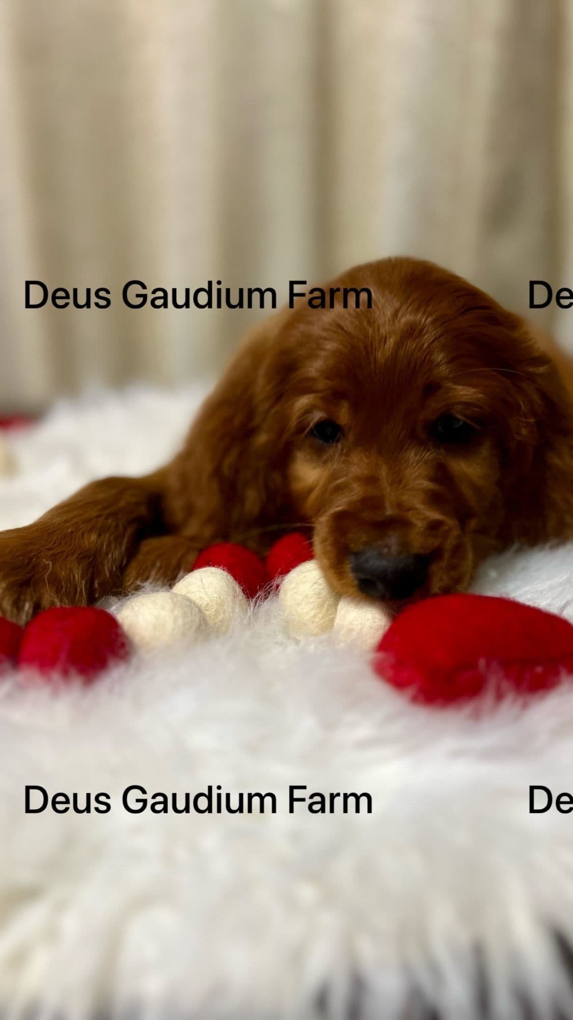Irish Setter Puppies breeder image 4