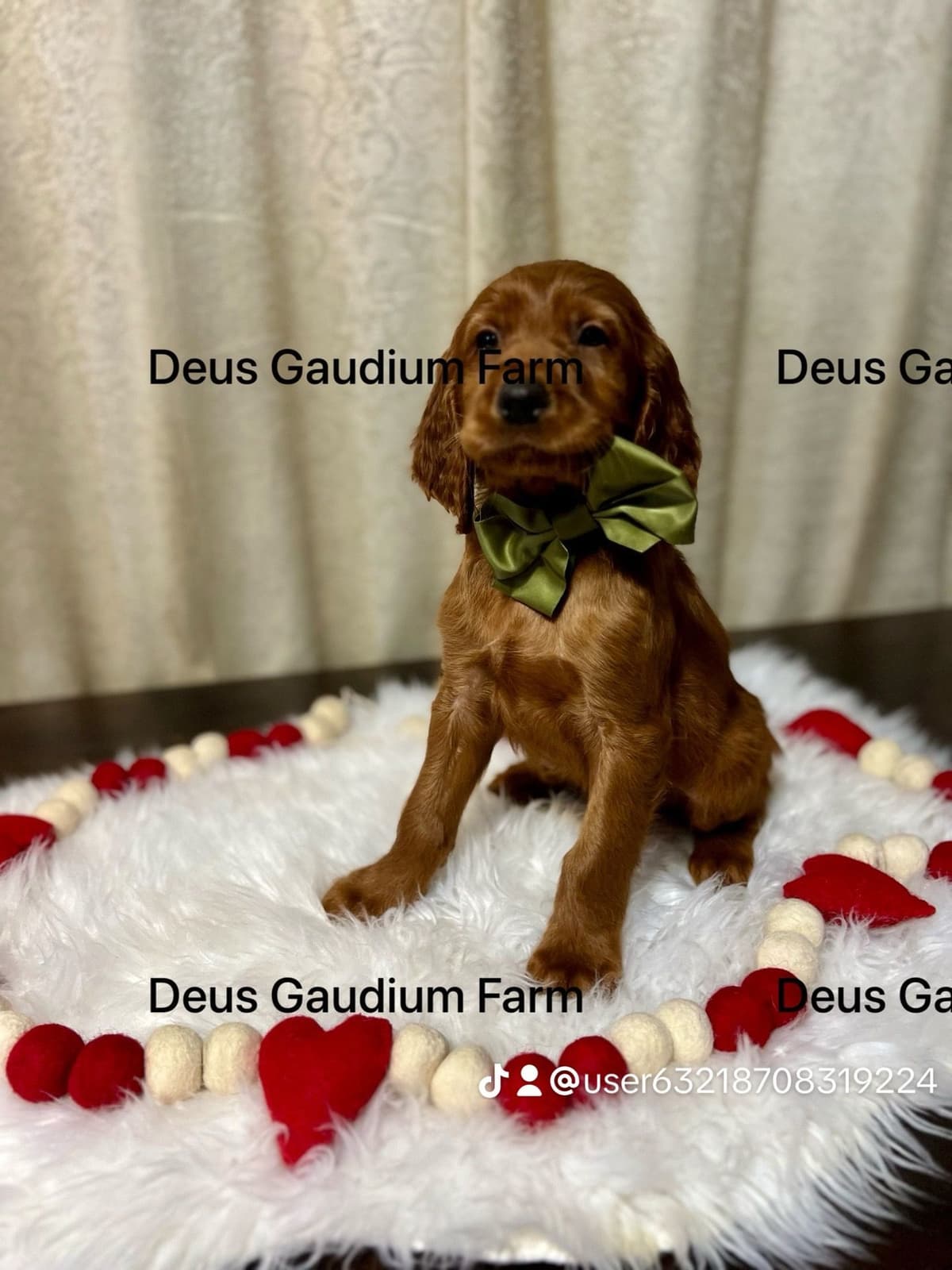 Irish Setter Puppies breeder image 12