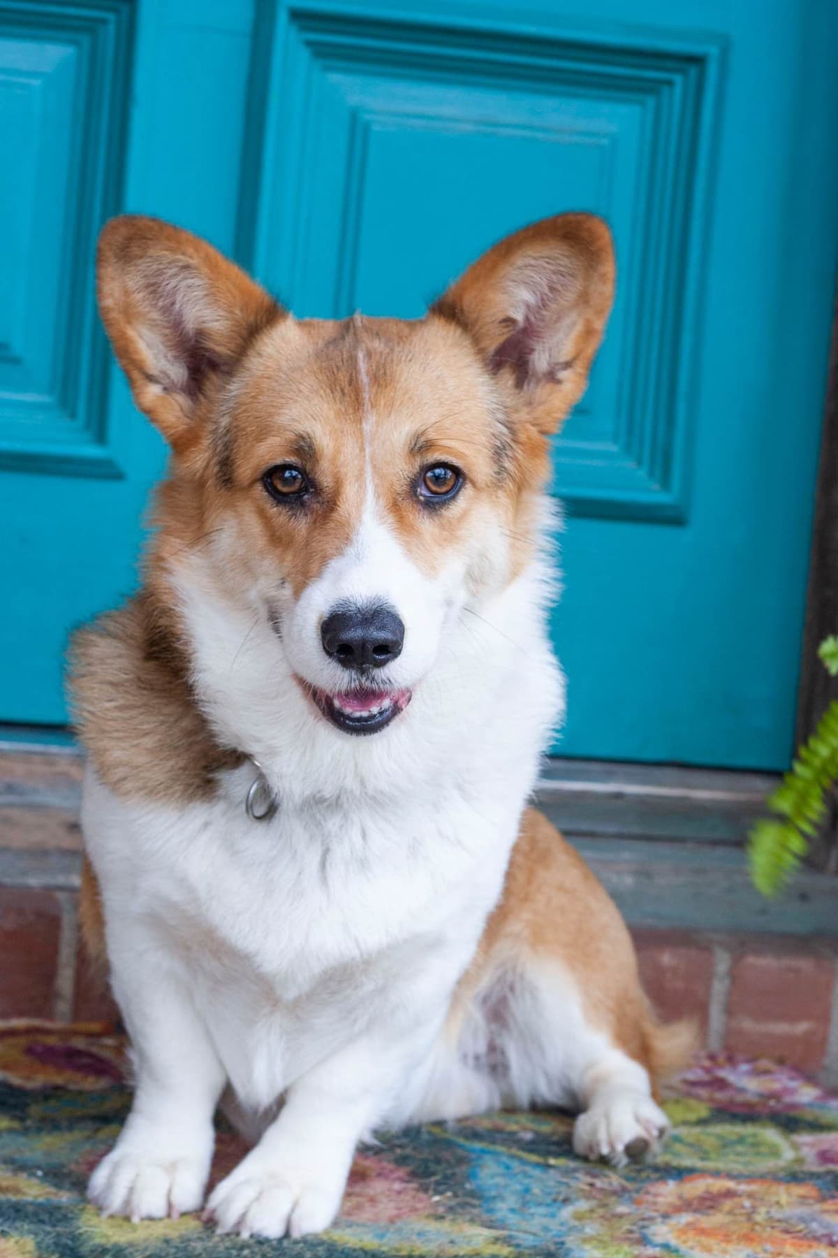 Pembroke Welsh Corgi Puppies breeder image 6