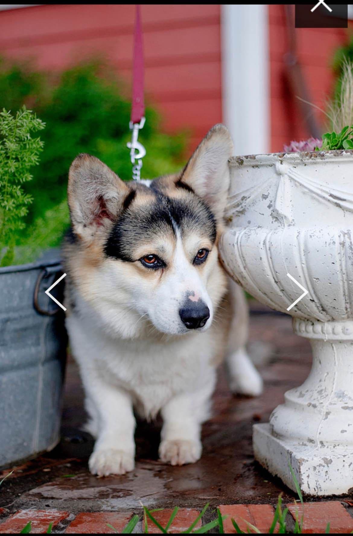 Pembroke Welsh Corgi Puppies breeder image 9