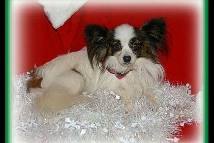 Havanese Puppies breeder image 6