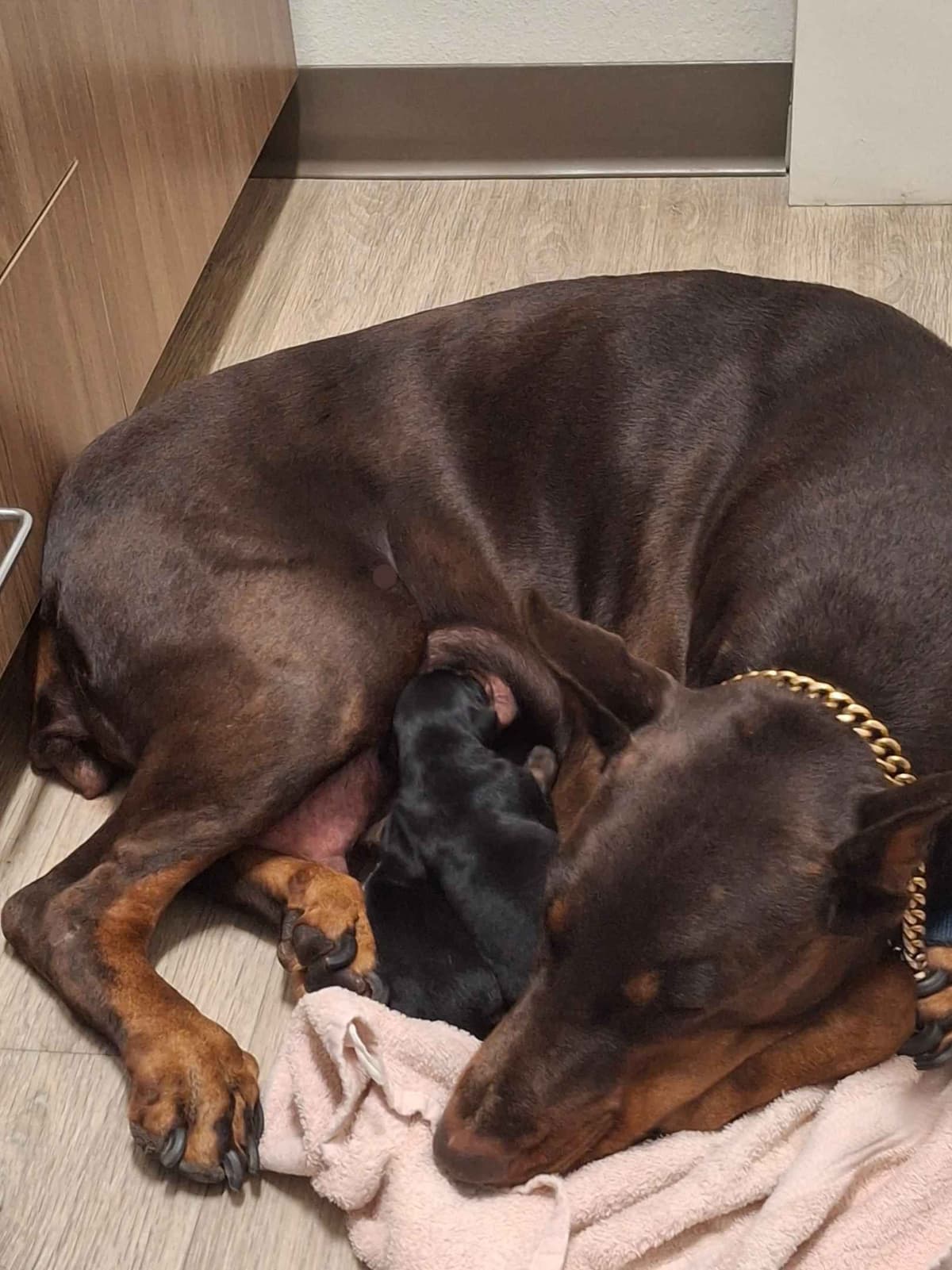 Male European Dobermann Puppies breeder image 15