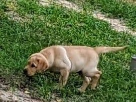 Labrador Retriever Puppies breeder image 12