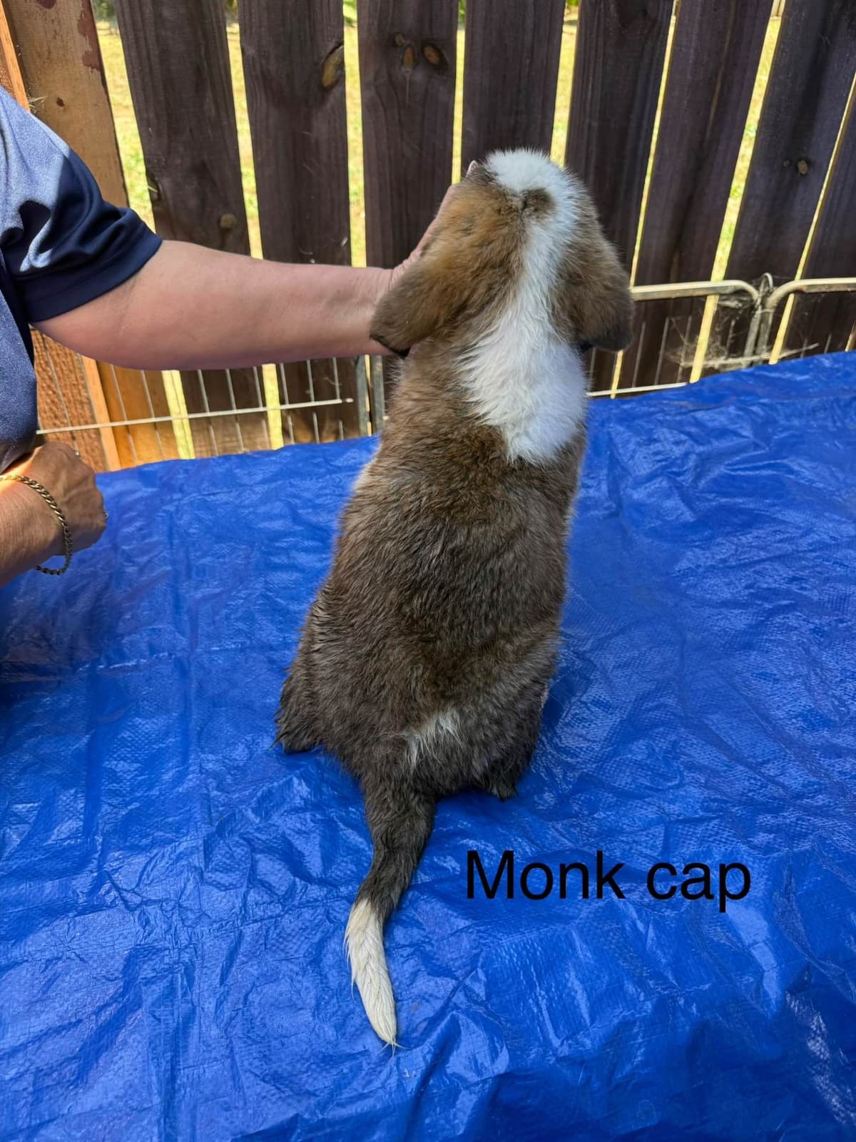 Saint Bernard Puppies breeder image 5