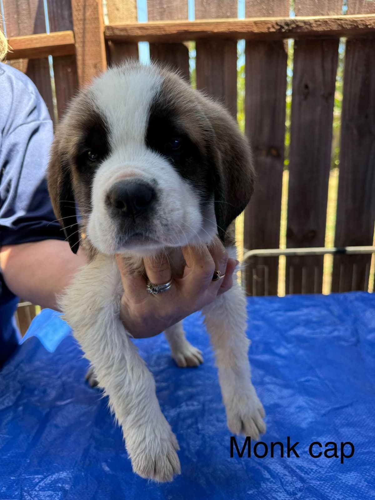 Saint Bernard Puppies breeder image 9