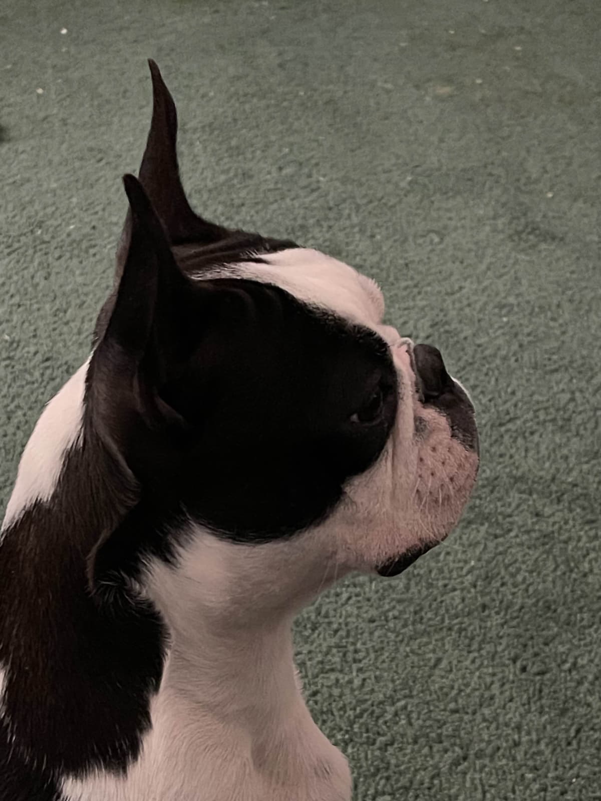 Boston Terrier Puppies breeder image 2