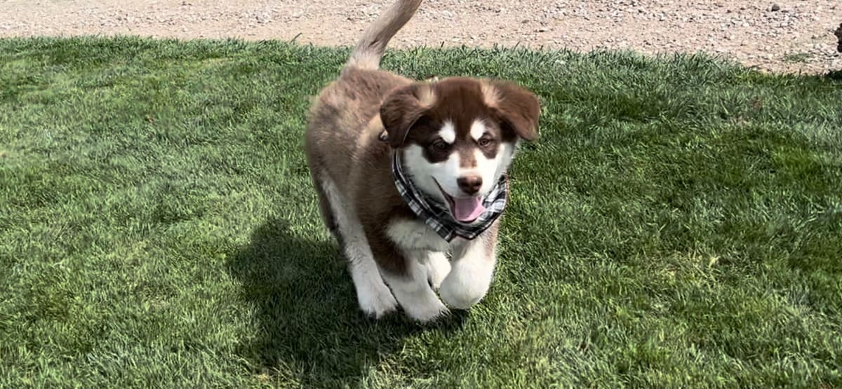 Java Chip's Alaskan Malamute Puppies breeder image 3