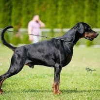 Top European Dobermann Puppies Available breeder image 13