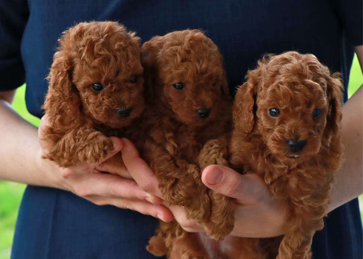 Cavalier King Charles Spaniel Puppies breeder image 3