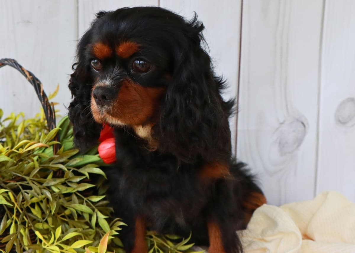 Cavalier King Charles Spaniel Puppies breeder image 6