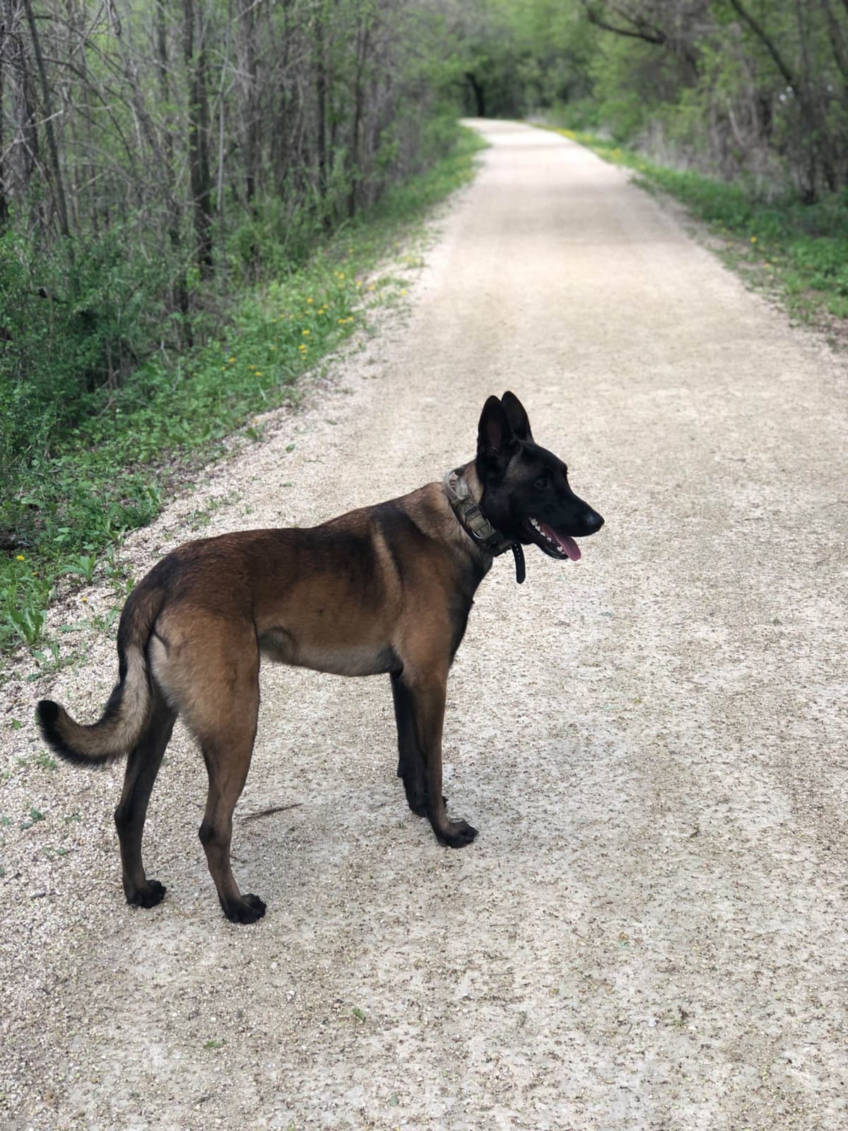 Belgian Malinois Puppies breeder image 5