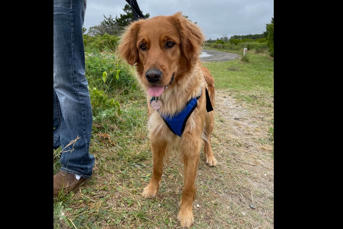 Golden Retriever Puppies breeder image 5
