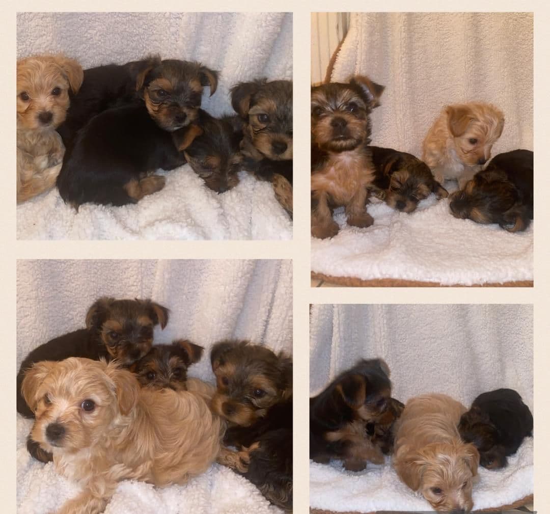 Yorkshire Terrier Puppies breeder image 2