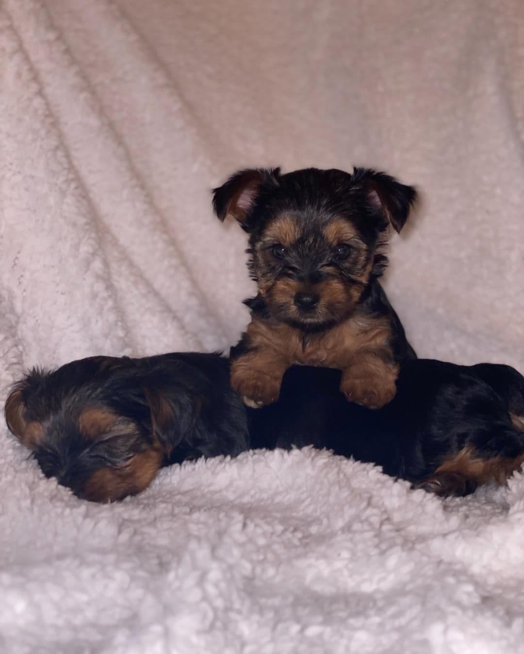 Yorkshire Terrier Puppies breeder image 3