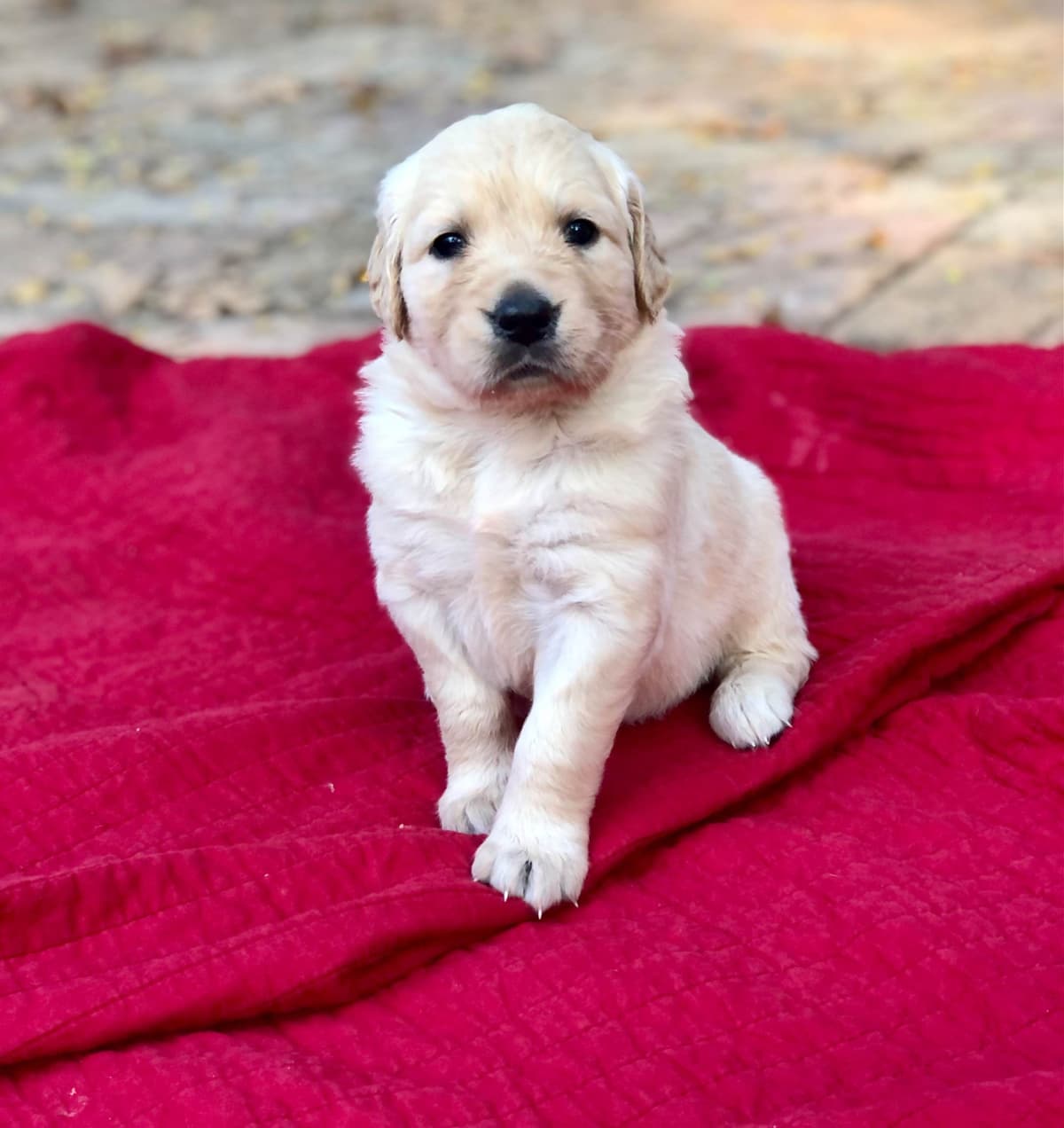 Golden Retriever Puppies breeder image 9
