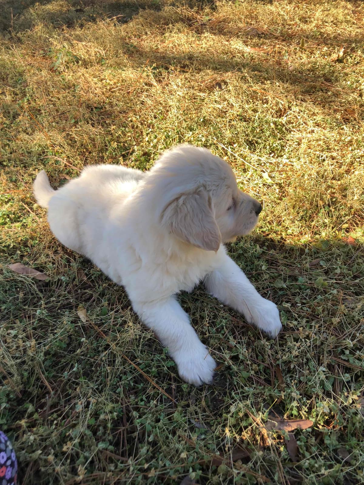 Golden Retriever Puppies breeder image 19