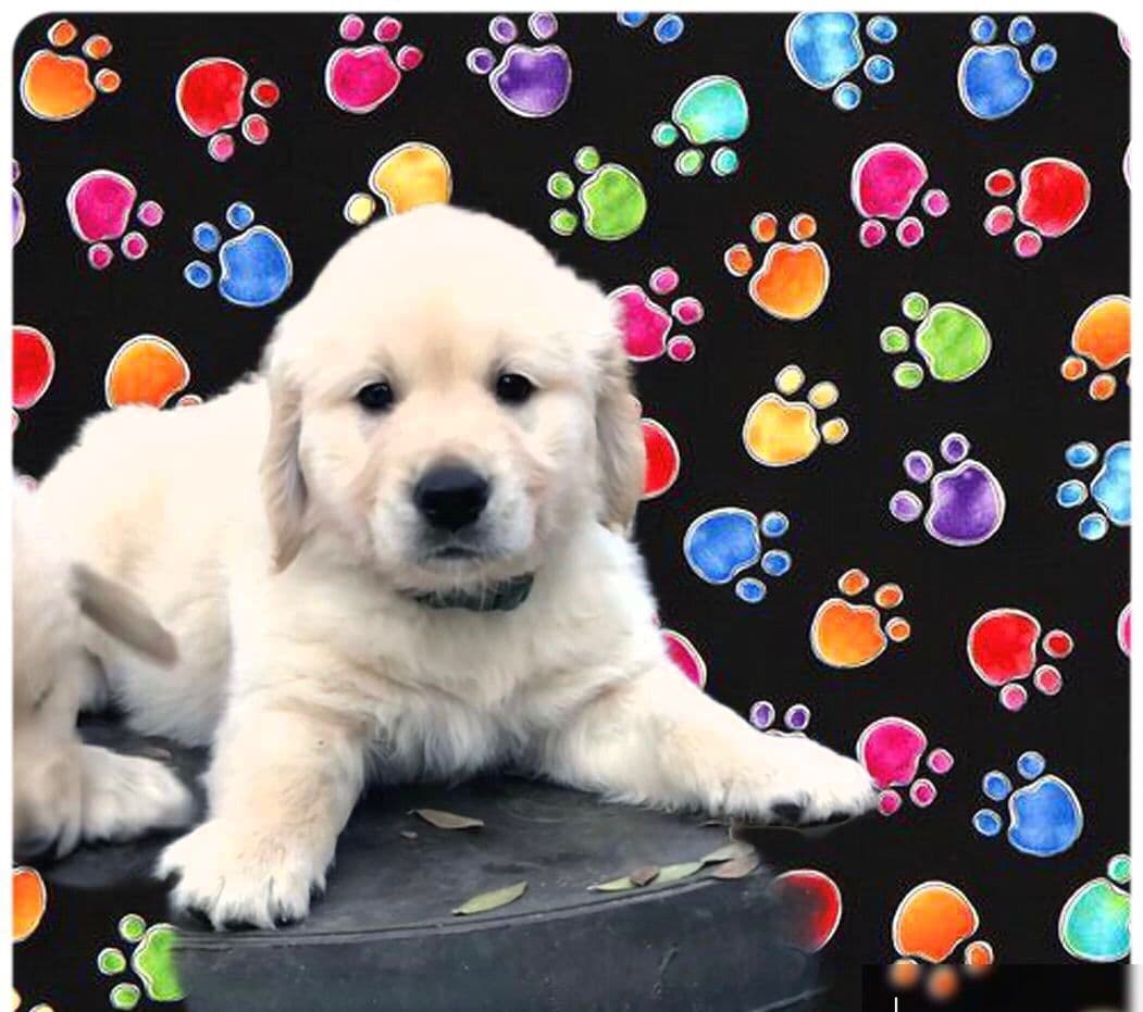 Golden Retriever Puppies breeder image 24
