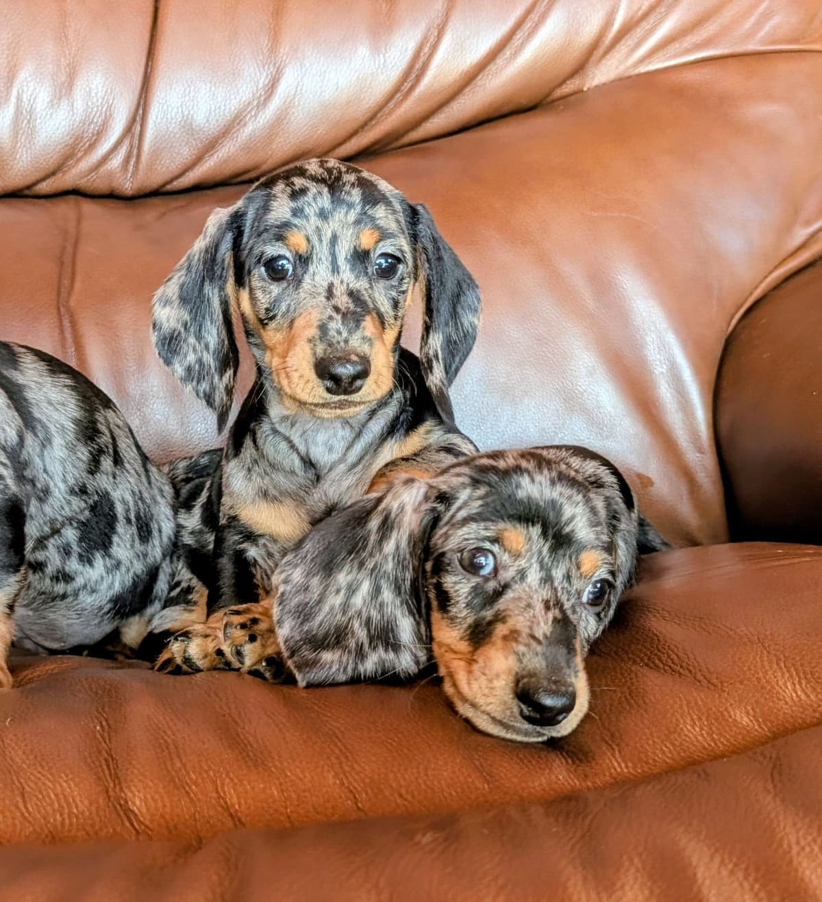 Dachshund Puppies breeder image 3