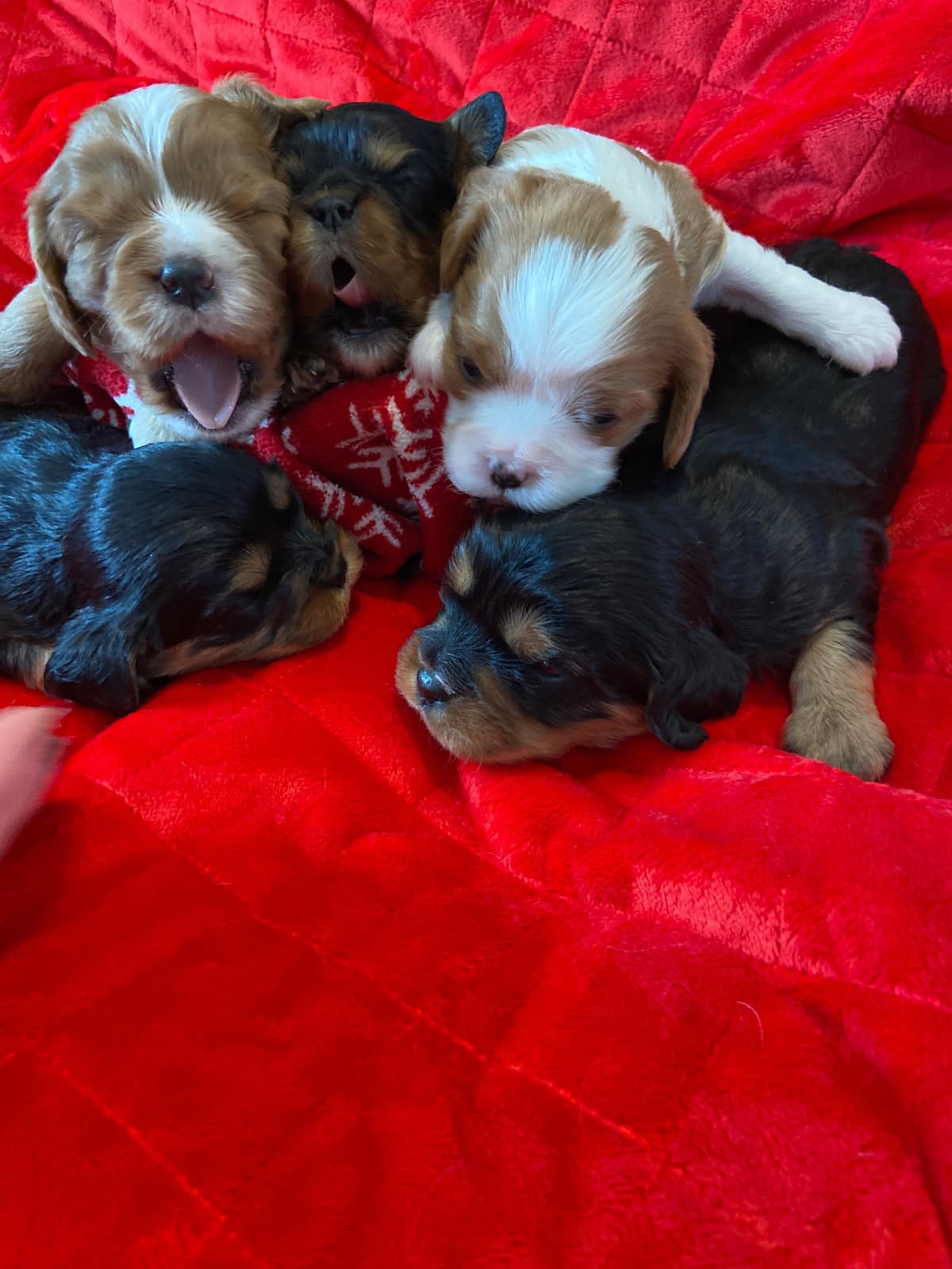 Cavalier King Charles Spaniel Puppies breeder image 7