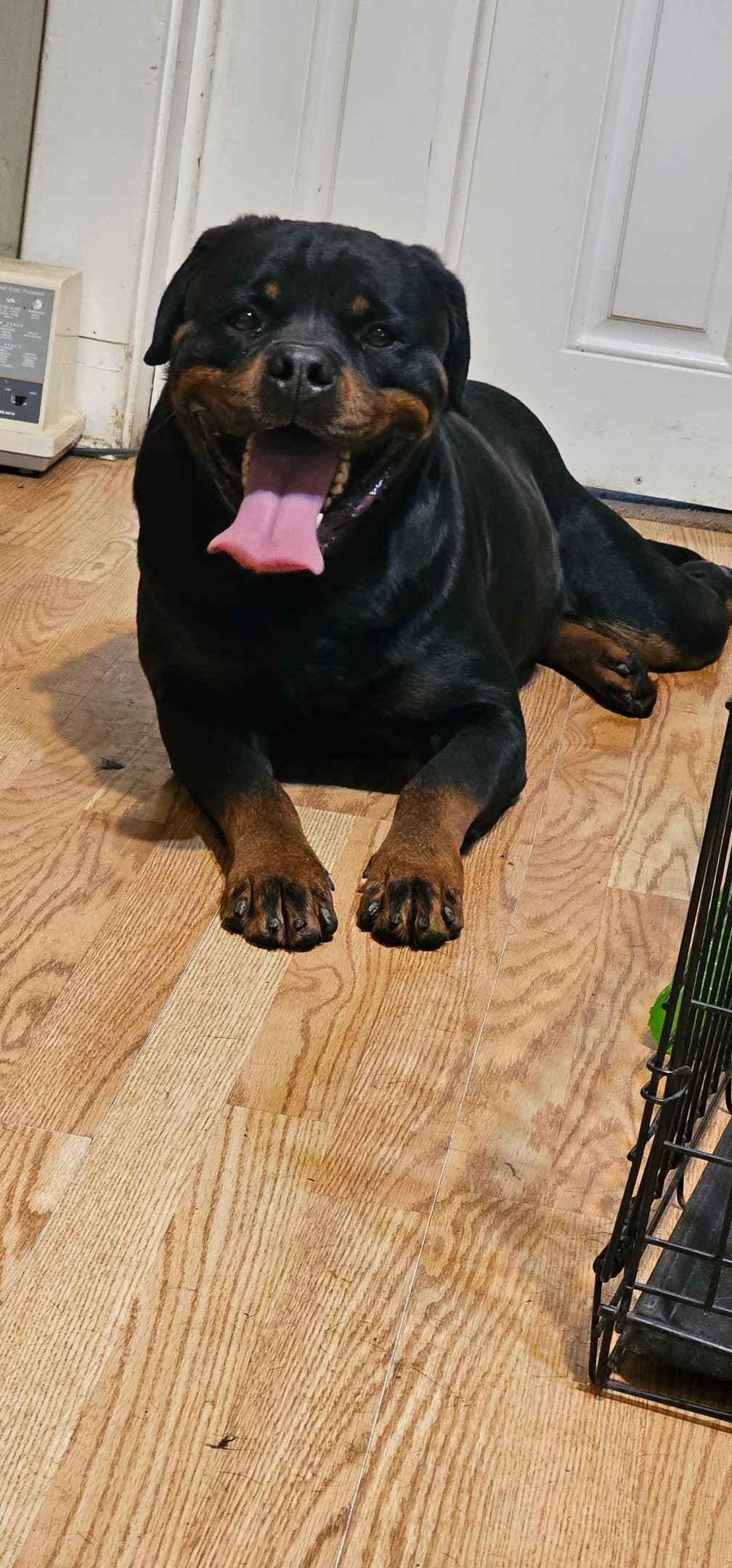 Rogers' Rotties litter of 10 breeder image 8