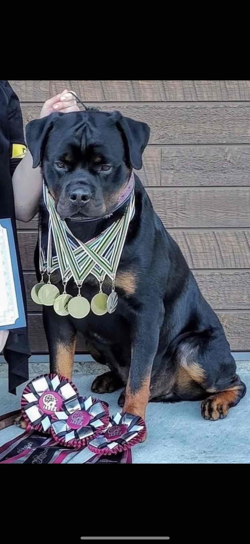 Rottweiler Puppies/ Champion/Working Bloodlines breeder image 1
