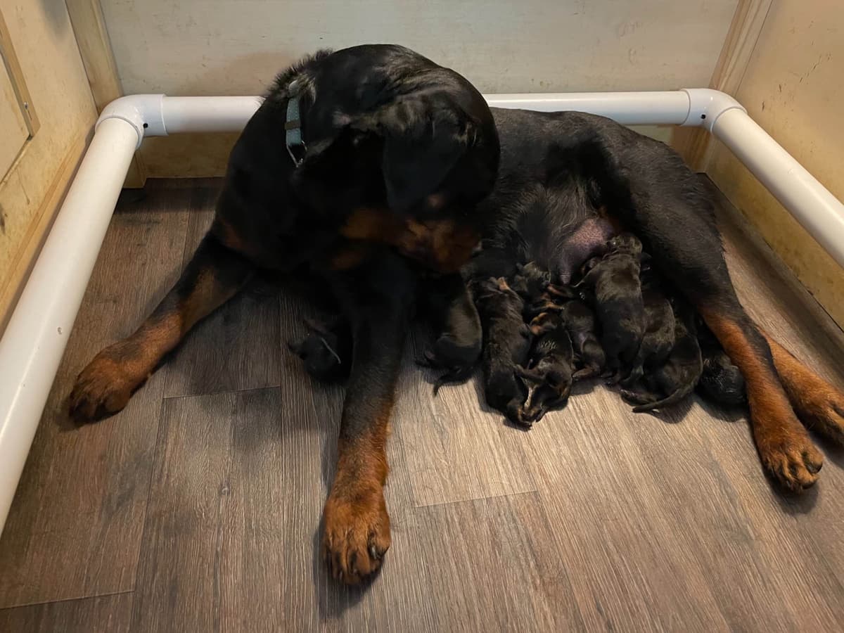 Rottweiler Puppies 262-995-5434 breeder image 3