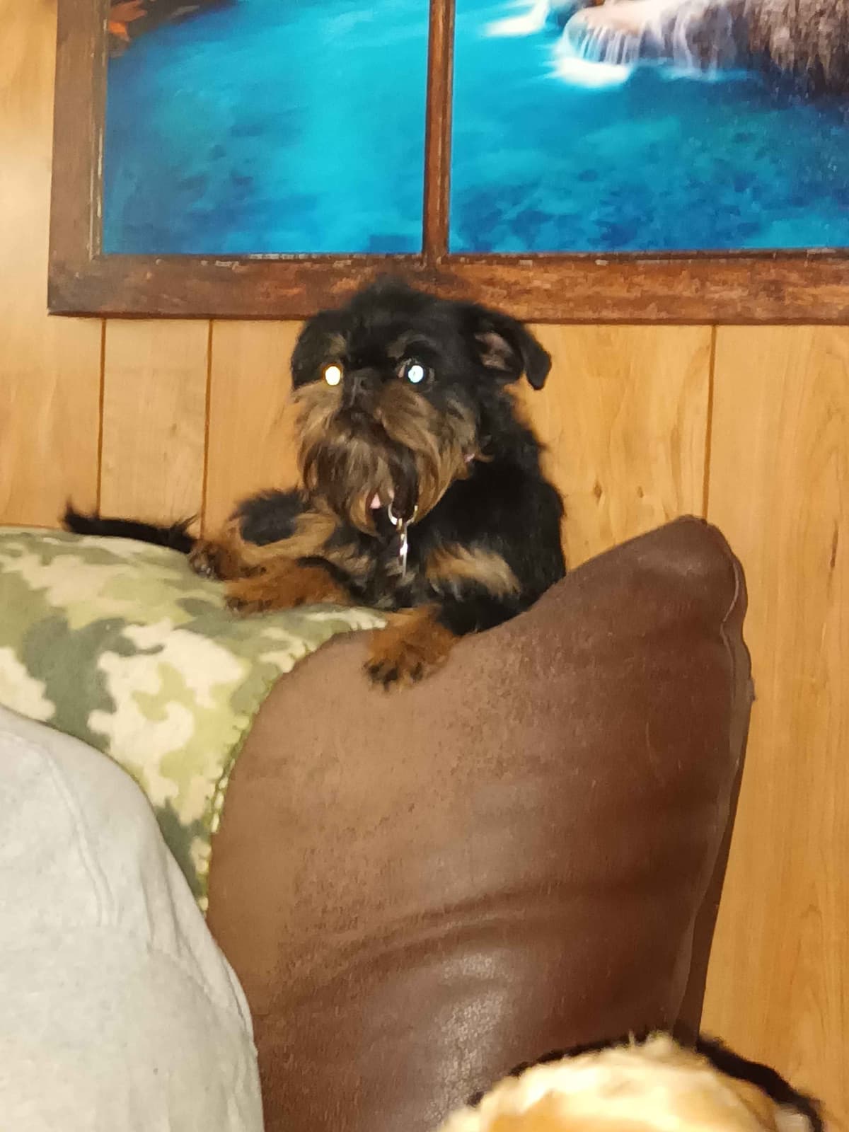 Brussels Griffon Puppies breeder image 17