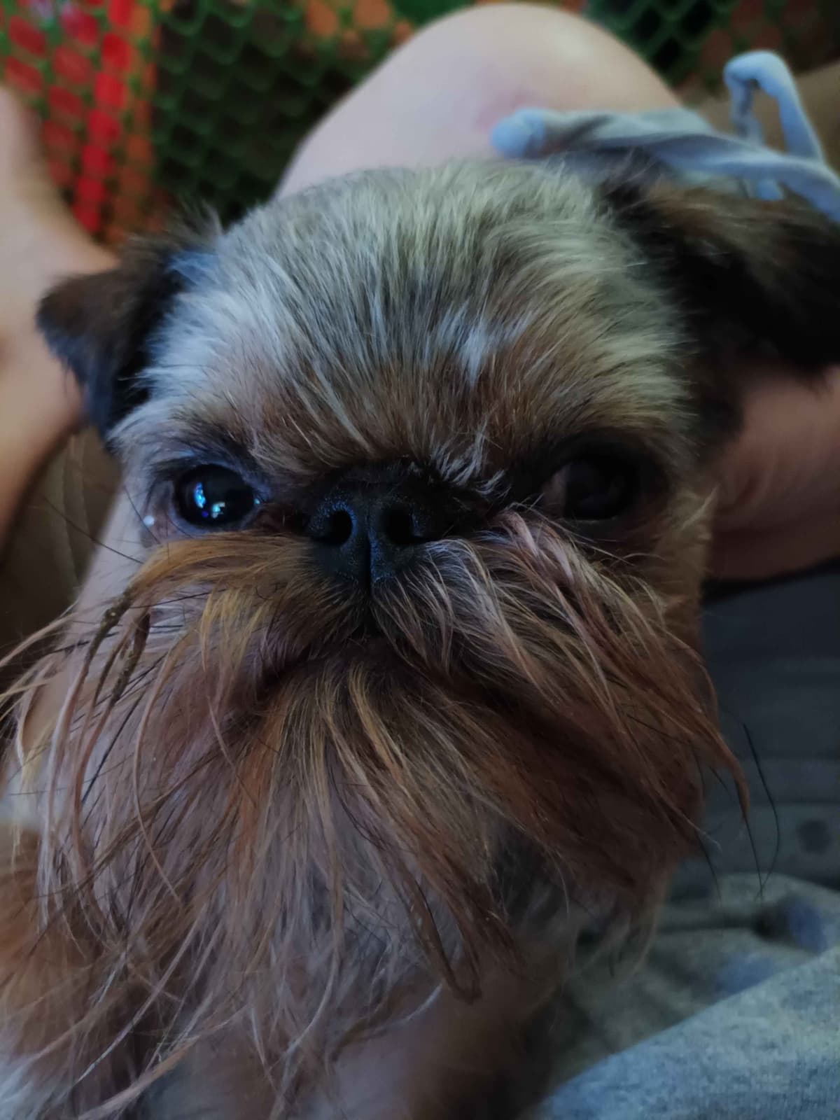 Brussels Griffon Puppies breeder image 20