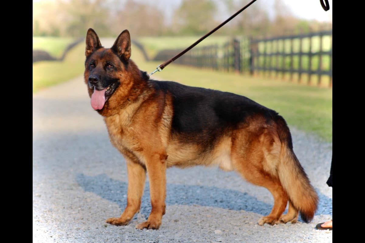 German Shepherd Dog Puppies breeder image 23