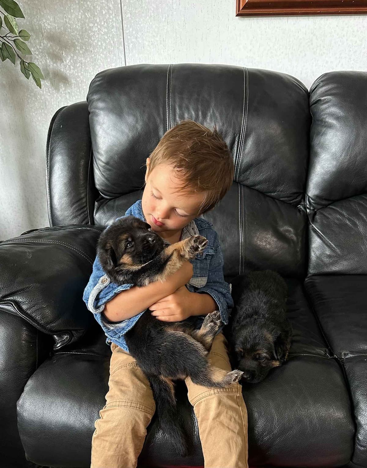German Shepherd Dog Puppies breeder image 27