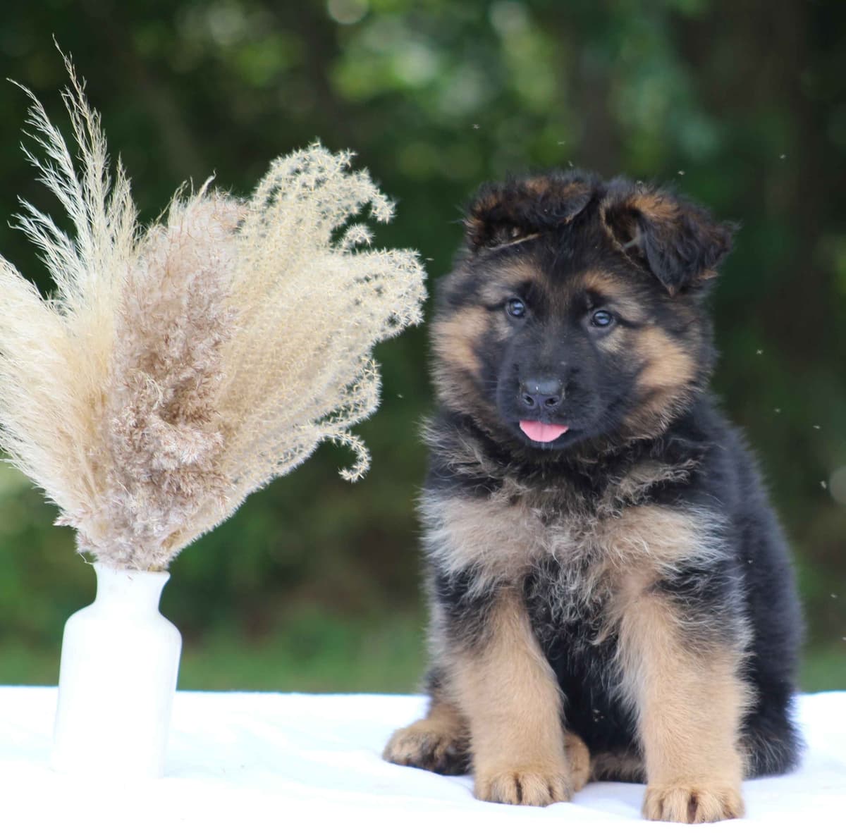 German Shepherd Dog Puppies breeder image 1