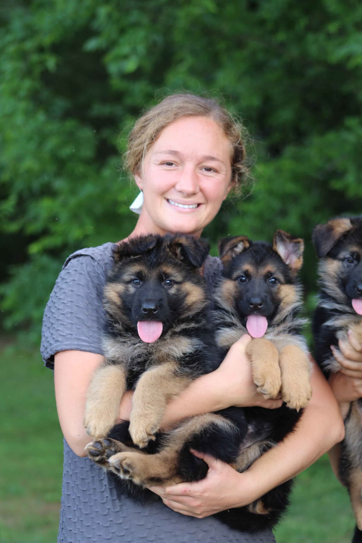 German Shepherd Dog Puppies breeder image 5