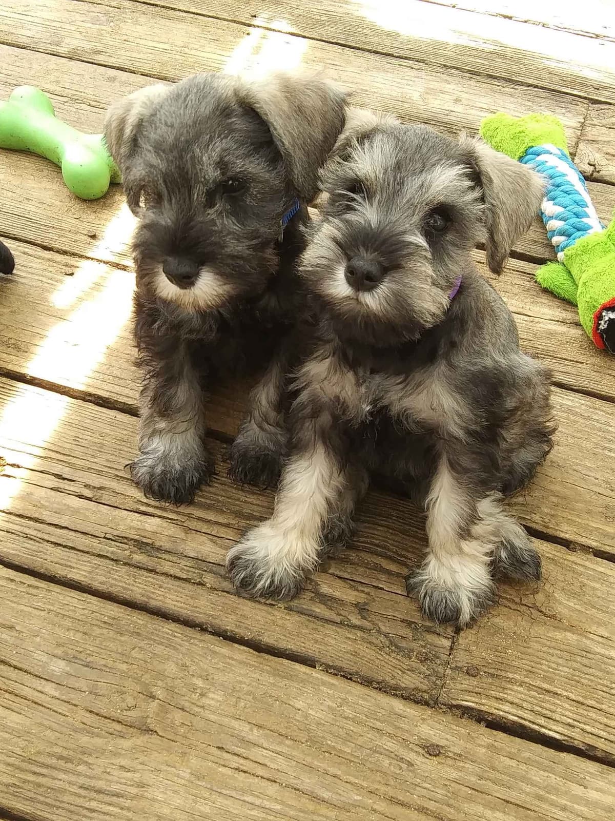 Miniature Schnauzer Puppies breeder image 13