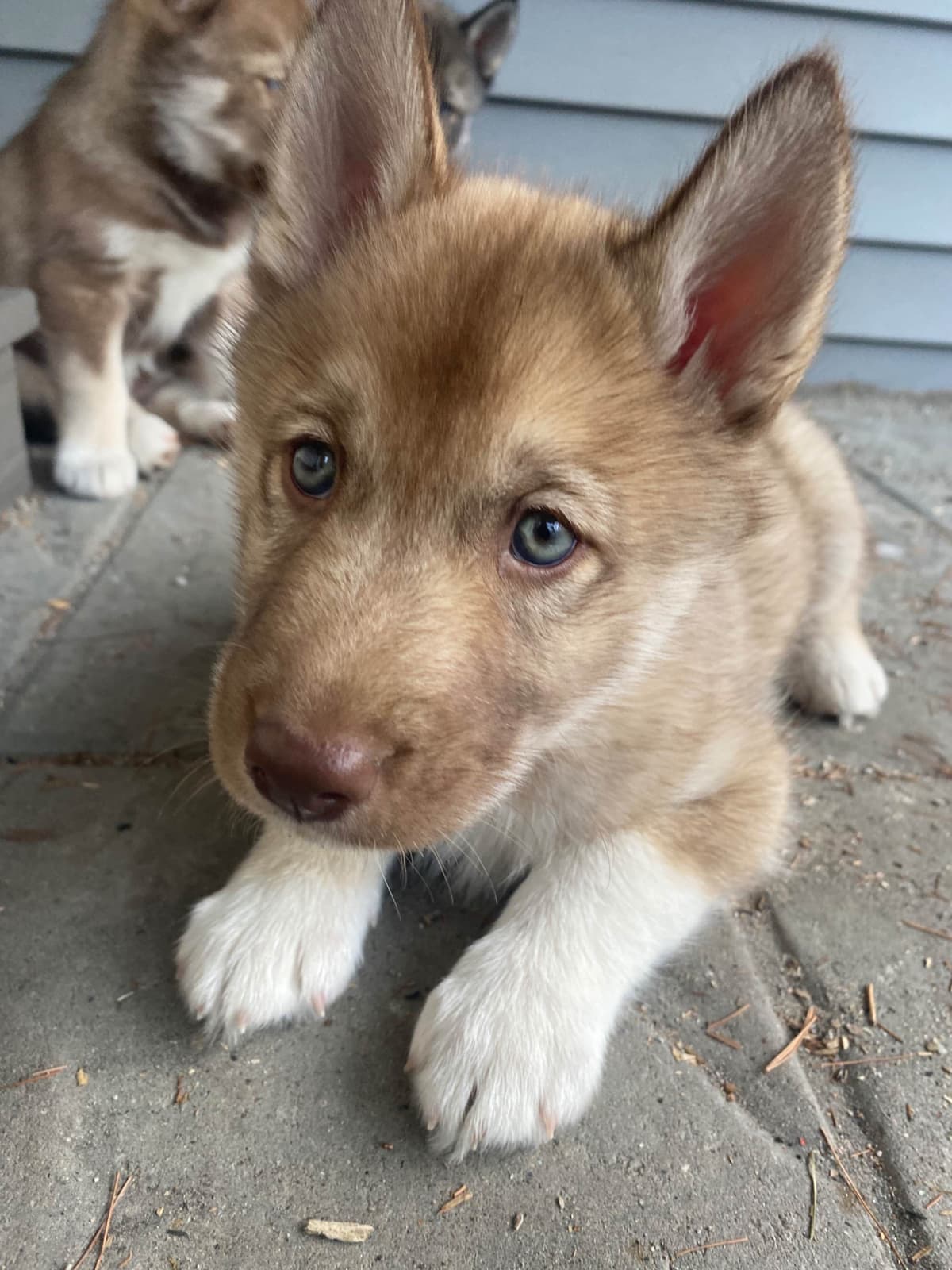 Siberian Husky Puppies breeder image 9