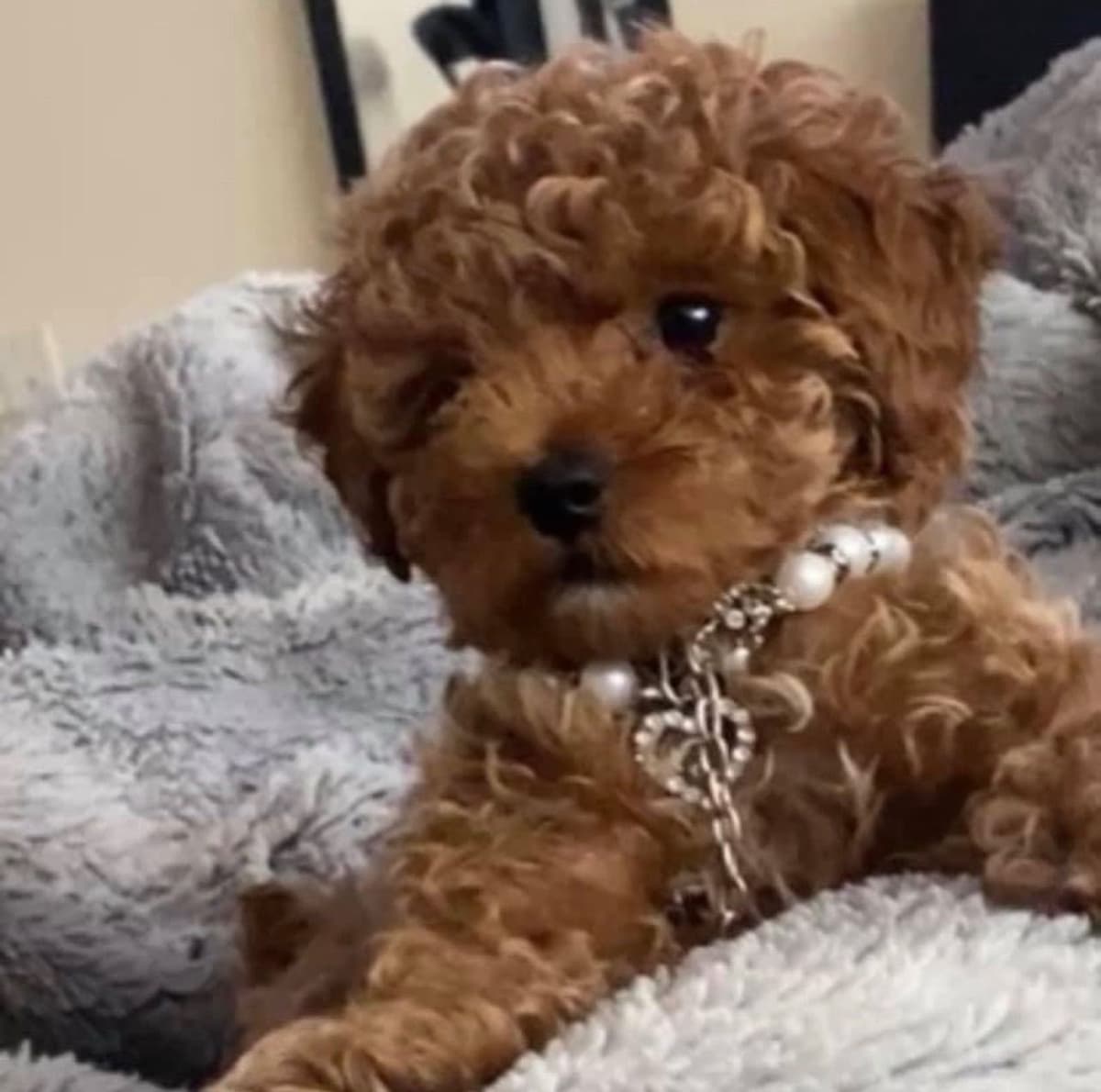 Poodle Puppies breeder image 19