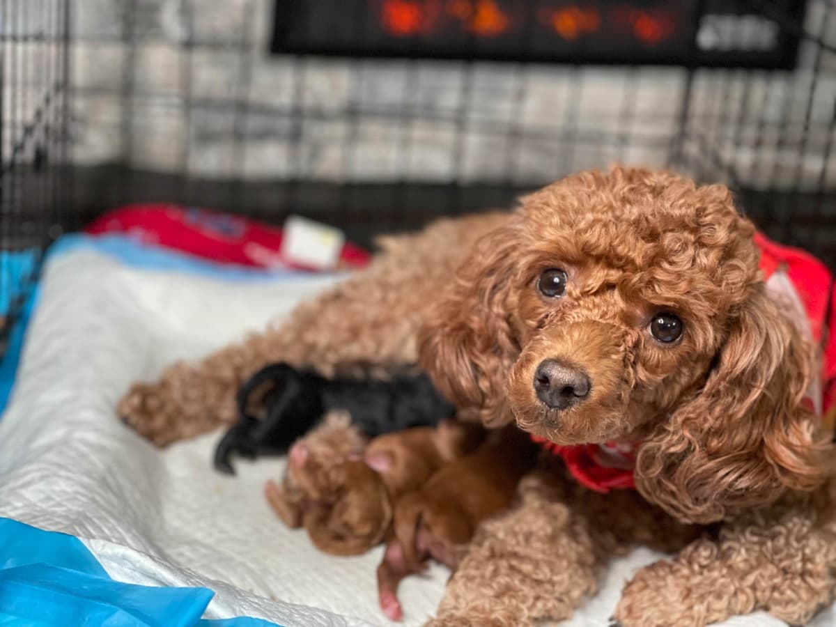 Poodle Puppies breeder image 22