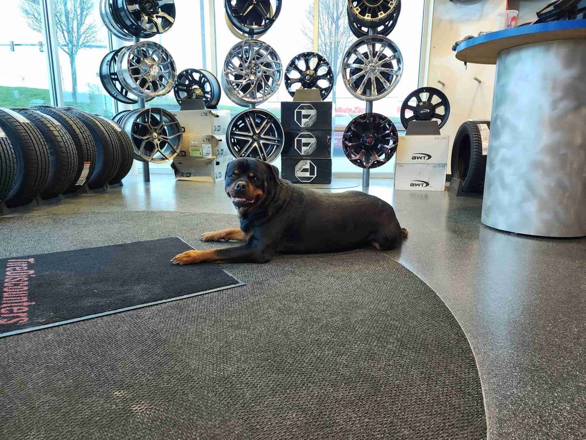 Rottweiler Puppies breeder image 1