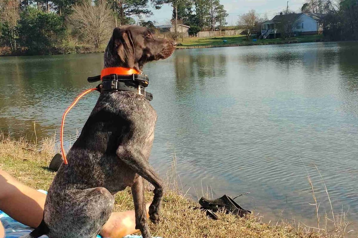 German Shorthaired Pointer Puppies breeder image 2