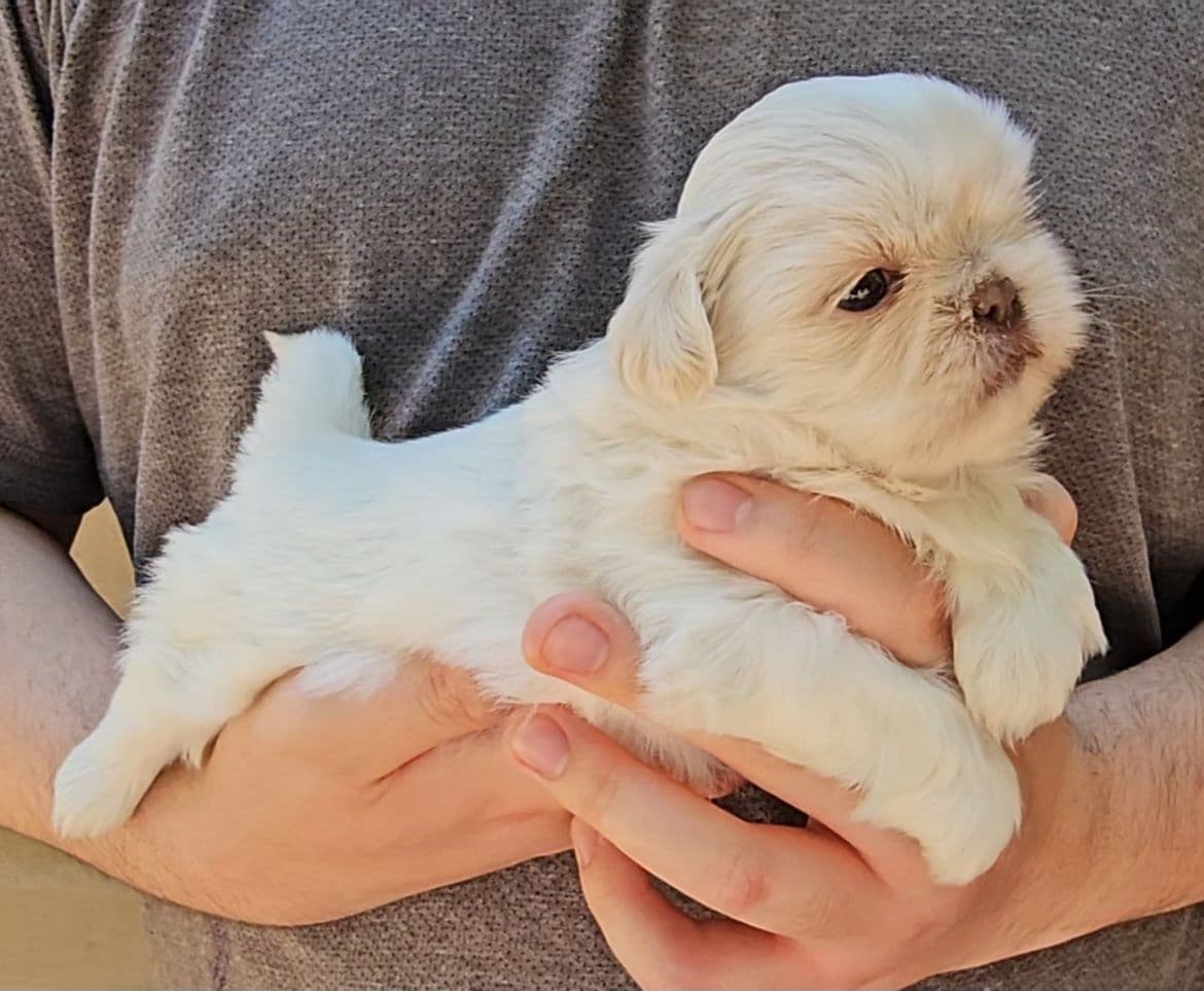 Shih Tzu Puppies breeder image 4
