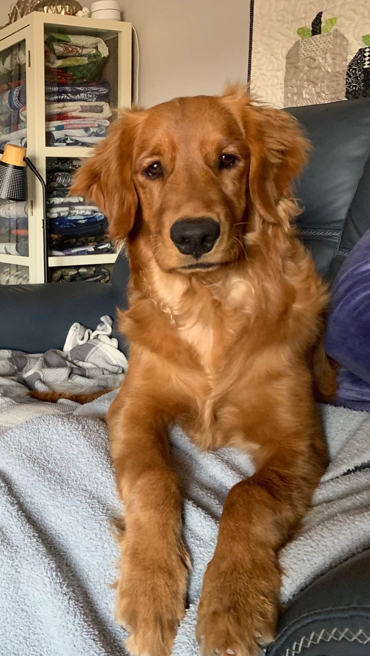 Golden Retriever Puppies breeder image 16
