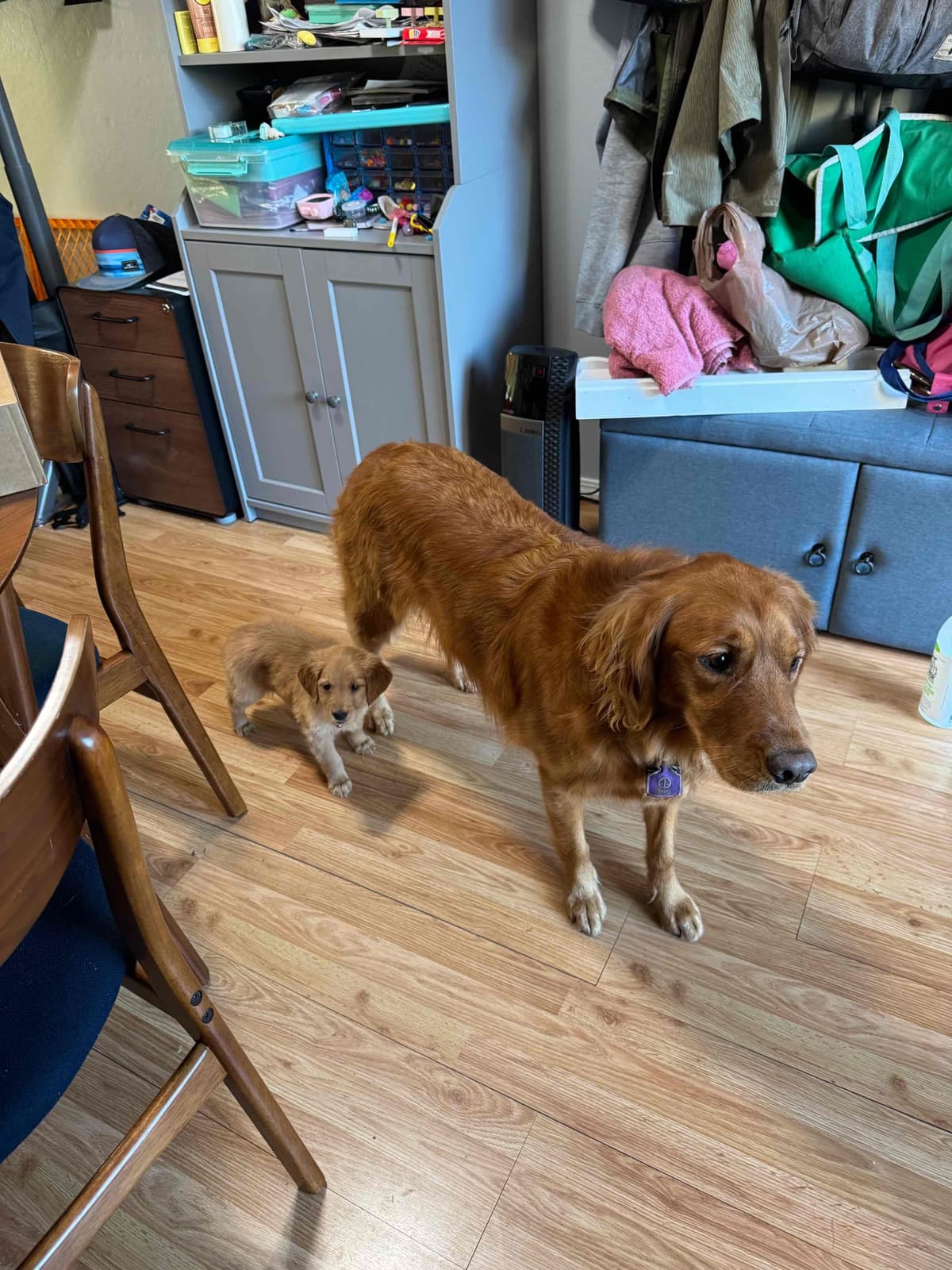 Golden Retriever Puppies breeder image 24