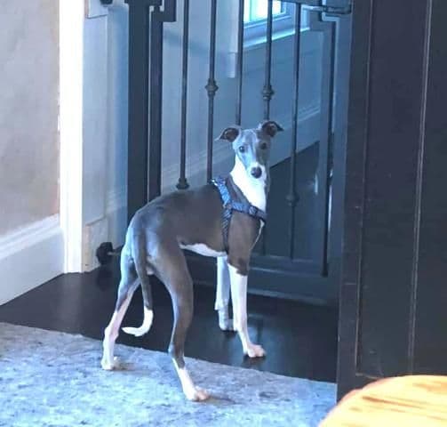 Italian Greyhound Puppies breeder image 3