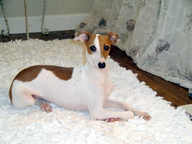 Italian Greyhound Puppies breeder image 11