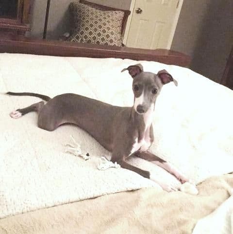 Italian Greyhound Puppies breeder image 23
