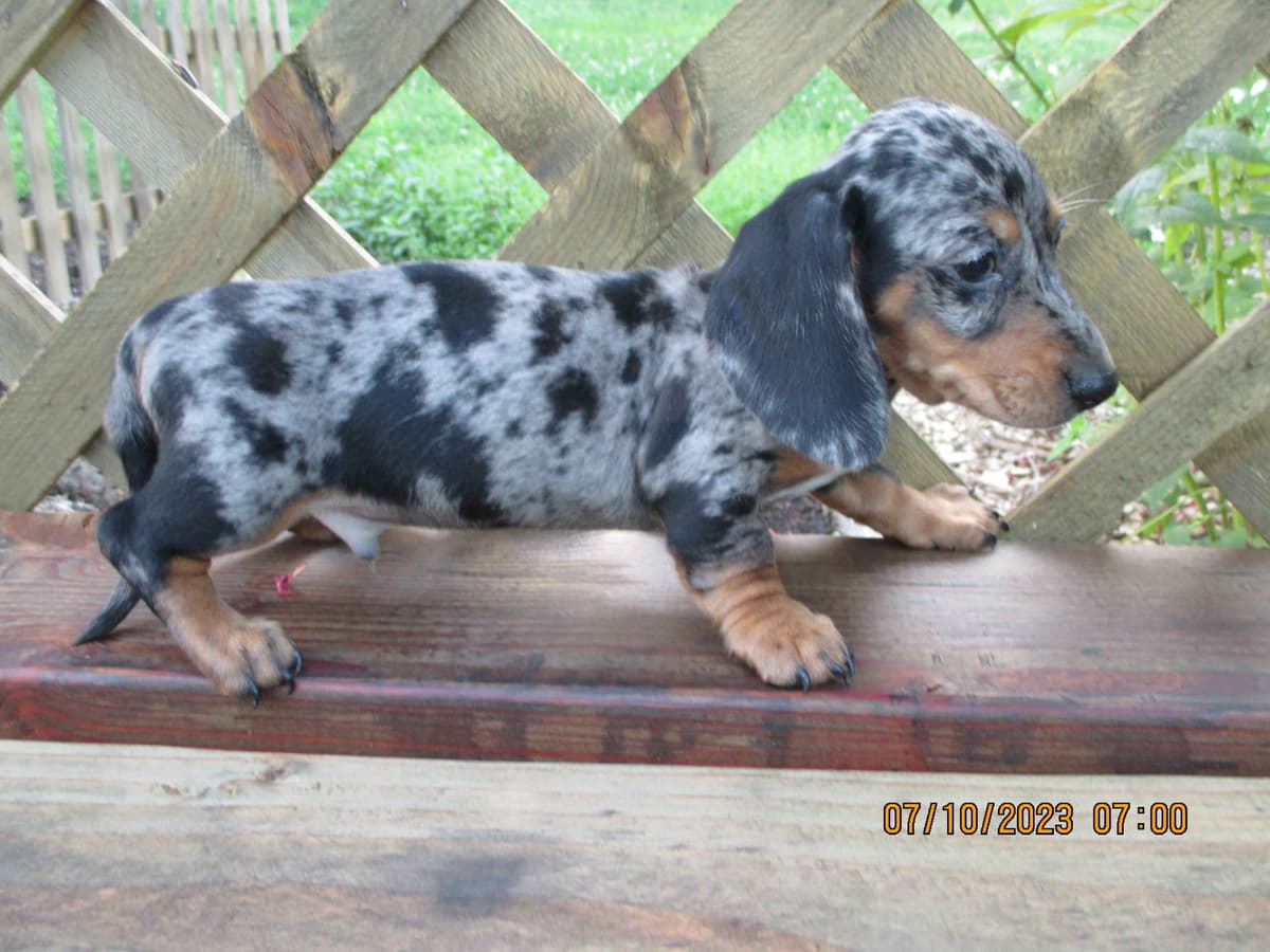 Dachshund Puppies breeder image 4