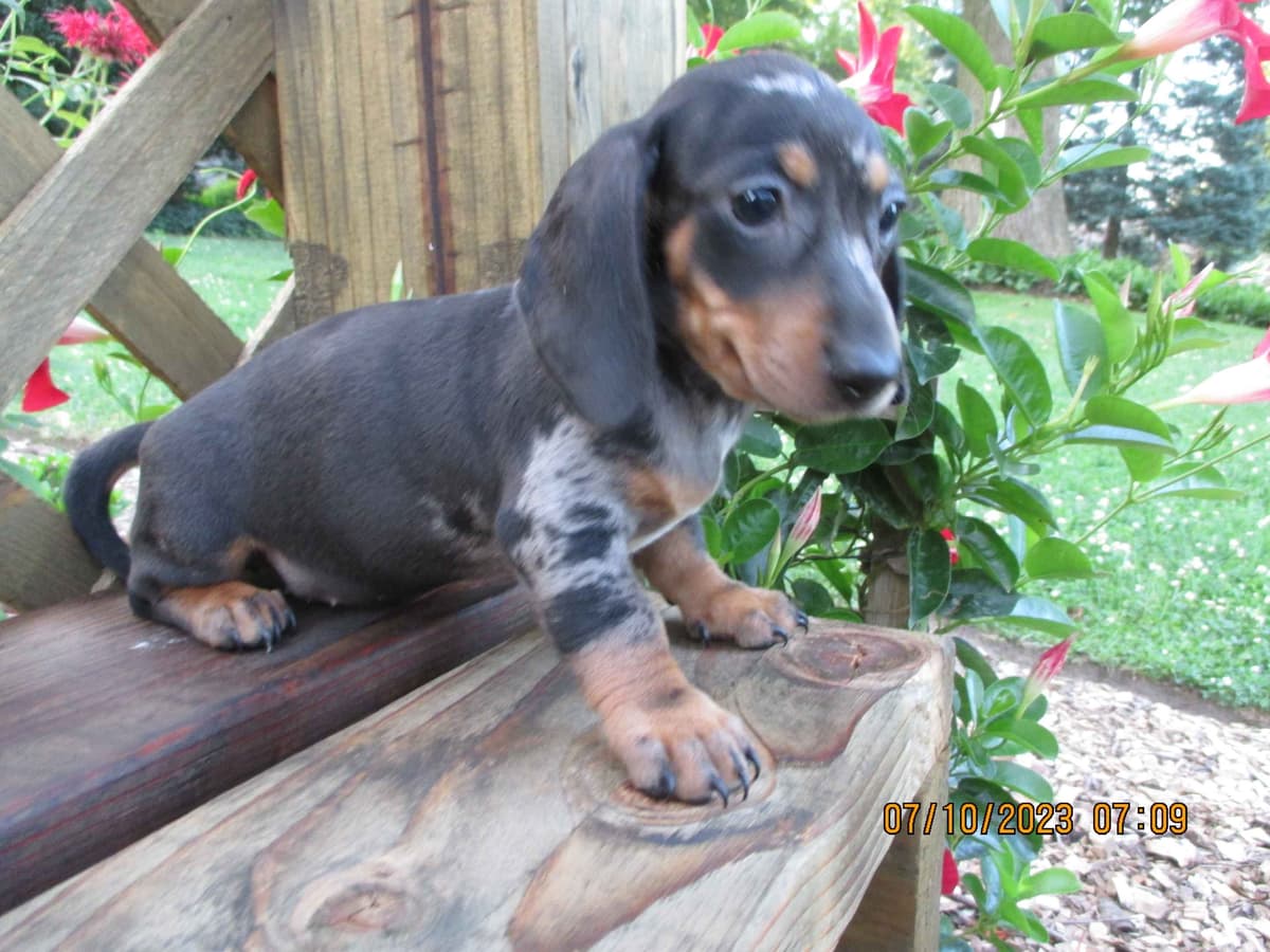 Dachshund Puppies breeder image 5