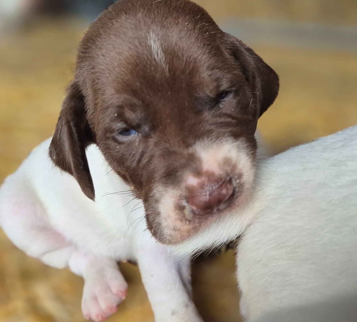 German Shorthaired Pointer Puppies breeder image 1